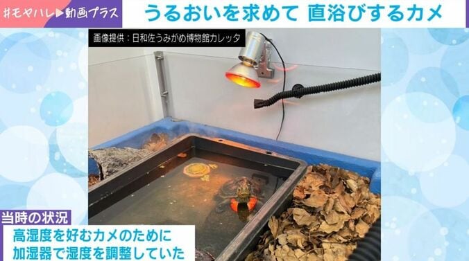 カメのむさしくん