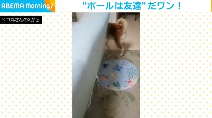 柴犬の茶々丸くん