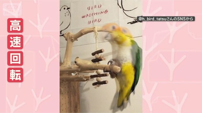 きょうも回ります