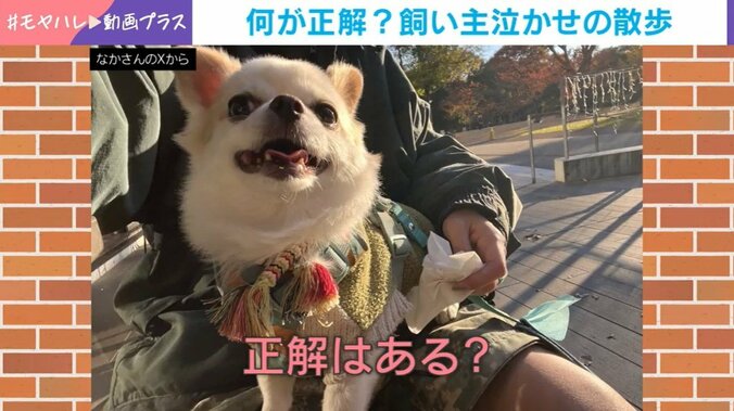 チワワのいずも丸くん