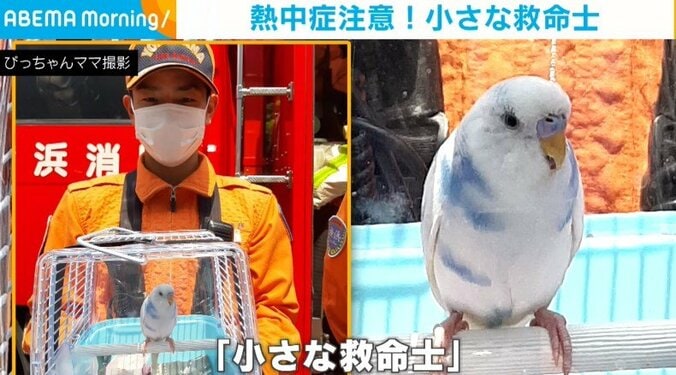 インコ「胸骨圧迫カイシ！」 “くちばしトントン”で心臓マッサージを再現 消防士から「小さな救命士」の呼び声 1枚目