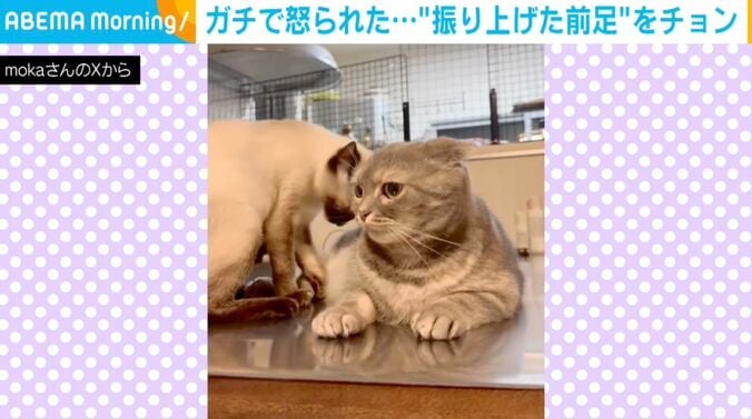 ハナ子ちゃんとポンズちゃん