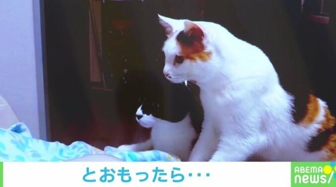 今年もありがとニャ！ 2021年に話題を集めた猫のおもしろ投稿5選 5枚目