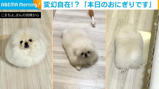 ペキニーズのこまちよちゃん