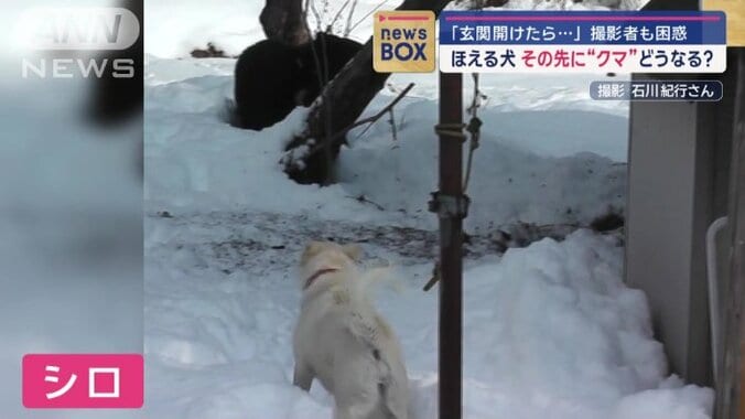 クマを威嚇する飼い犬・シロ