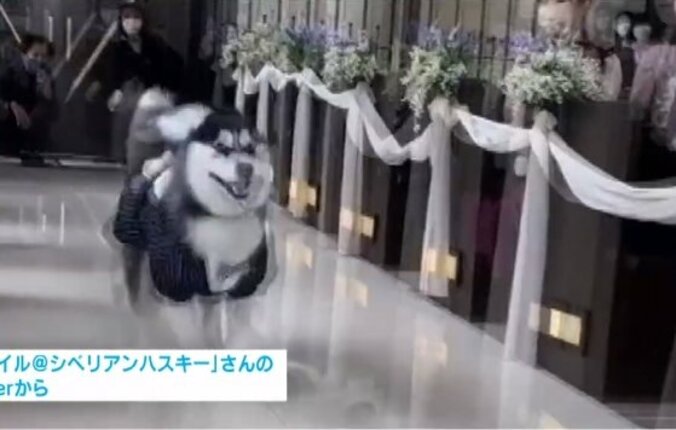 「マッハで幸せ届けるワン」愛犬が結婚式で猛ダッシュする動画が大反響 飼い主を取材 1枚目