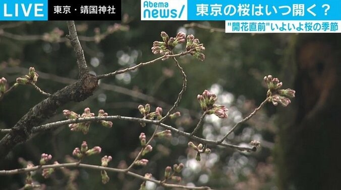 東京の桜の開花日はいつ？ 民間予想と“600度の法則”を検証 1枚目