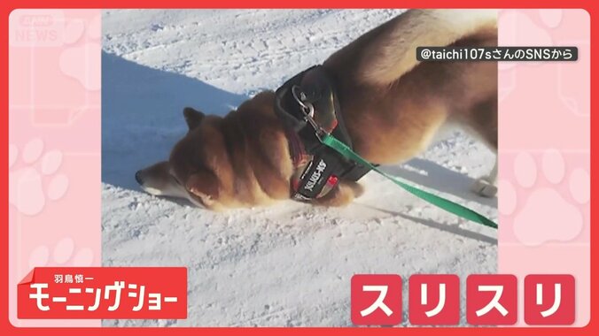 前かがみでゴー！　雪に体をスリスリするワンちゃん　楽しんでいるのは…感触？ 1枚目