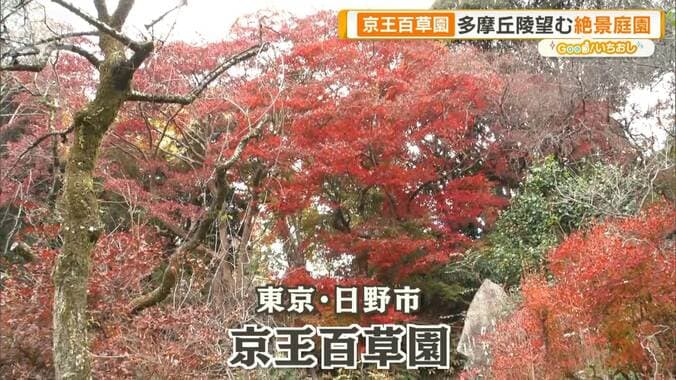 新宿高層ビルと紅葉を一望　標高140m見晴台の額縁ショット 1枚目