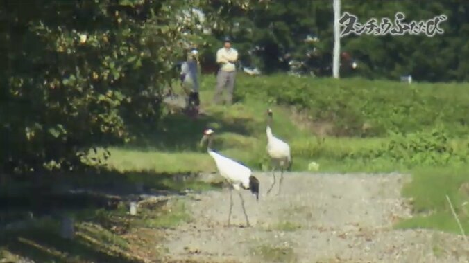町民からも笑われた運動に起きた“奇跡” 農家の取り組みが、絶滅危惧種のタンチョウを呼び戻した 5枚目