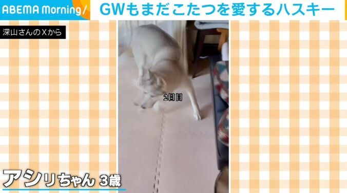 シベリアンハスキーのアシリちゃん