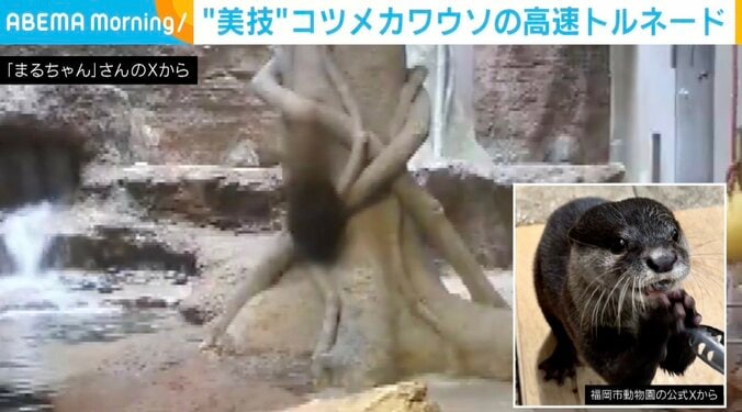 コツメカワウソの風くん