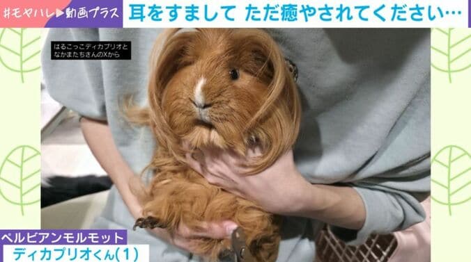 ディカプリオくん