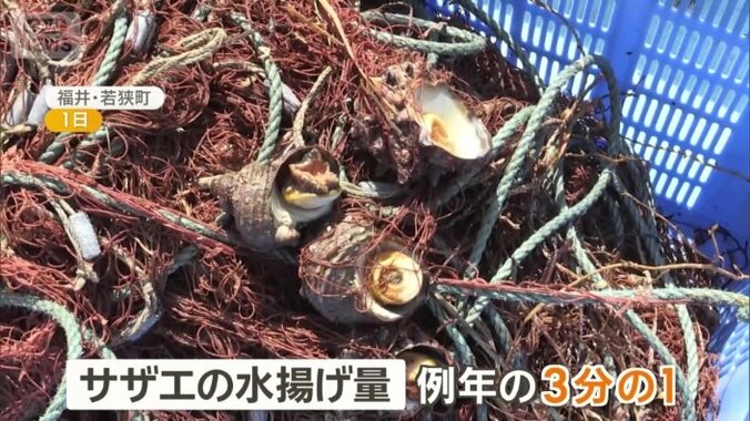 水揚げ量は例年の3分の1