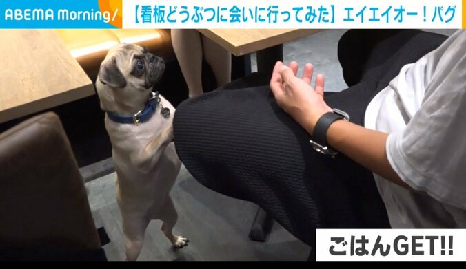 【写真・画像】看板犬と一緒に「エイ エイ オー！」で人気 　六本木ヒルズの犬猫カフェ　1枚目