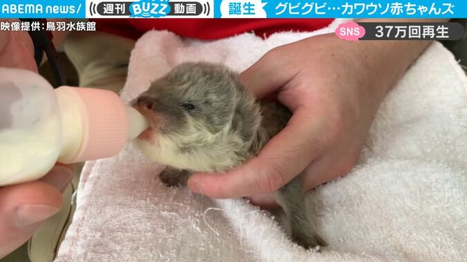 ただただ可愛すぎる映像 カワウソの赤ちゃんが一生懸命にミルクを飲む姿が話題に 「飲んでる時の顔w」「尊い」 1枚目