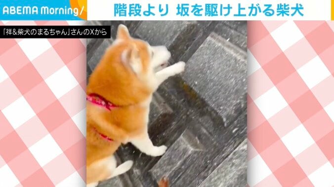 柴犬のまるちゃん
