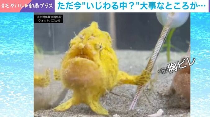 カエルアンコウ