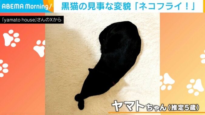 黒猫のヤマトちゃん