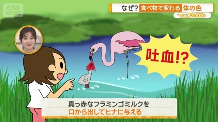 フラミンゴミルクをヒナに与える