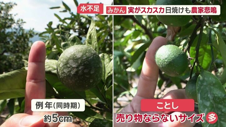 今年は売り物にならないサイズが多い