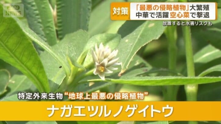 驚異的な繁殖力のナガエツルノゲイトウ