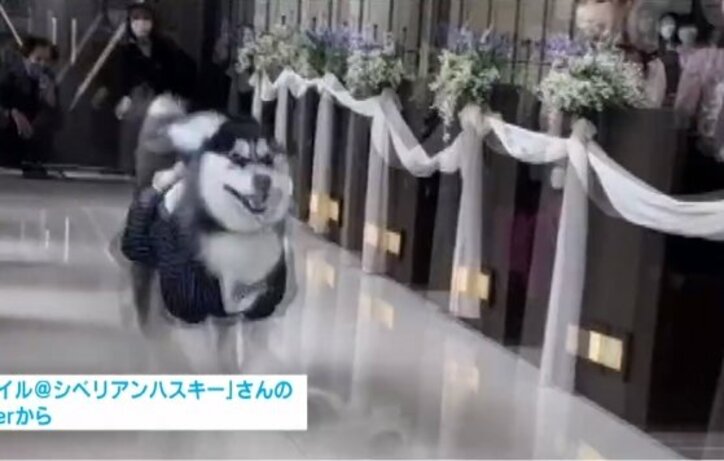 「マッハで幸せ届けるワン」愛犬が結婚式で猛ダッシュする動画が大反響 飼い主を取材