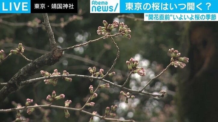 東京の桜の開花日はいつ？ 民間予想と“600度の法則”を検証