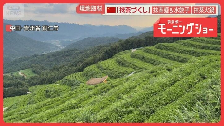 中国産も“宇治抹茶”名乗り販売 貴州省の「抹茶の町」取材、火鍋にテーマパークまで
