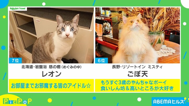 【写真・画像】スリッパ温め係、へそ天&ナデナデ要求も…看板猫ランキングが発表 1位はどんな子？　3枚目