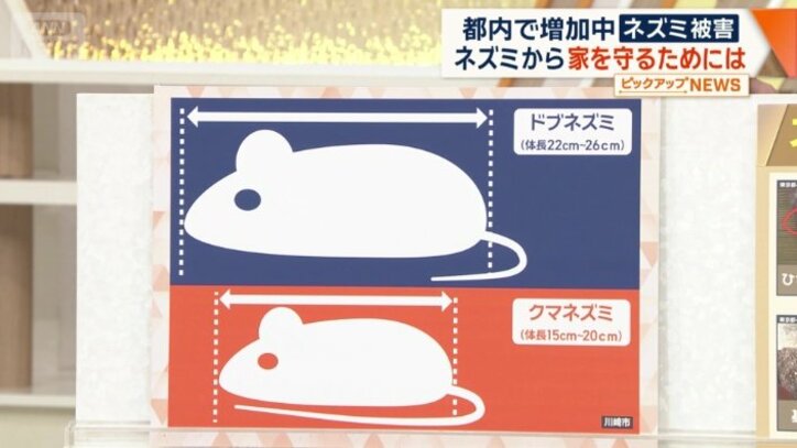 「ドブネズミ」と「クマネズミ」