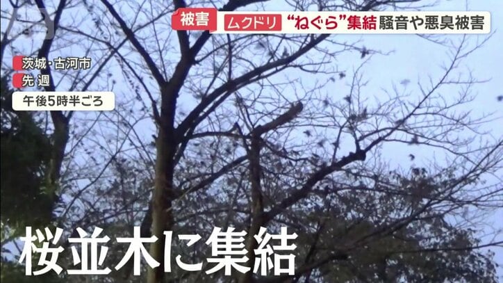 行き先はねぐらの桜並木