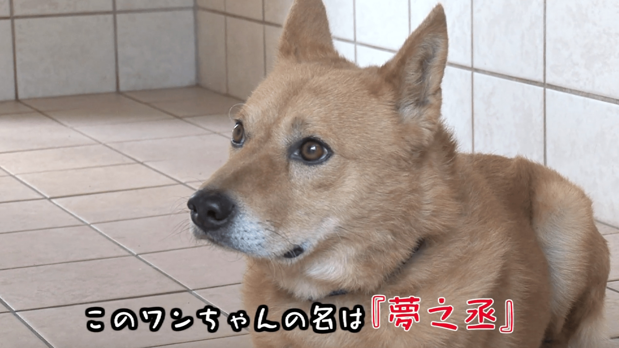 殺処分寸前だった犬 夢之丞 災害現場で働く 救助犬 への挑戦 その他 Abema Times