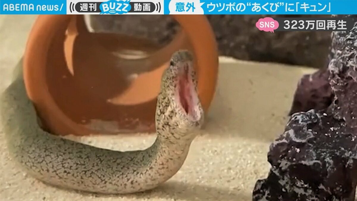 ウツボの概念が変わったw 意外なあくび姿に反響 タテ ヨコ むにゃむにゃ に隠された役割とは 国内 Abema Times