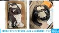 「国内初」オオアリクイ双子の赤ちゃん誕生 よこはま動物園ズーラシア