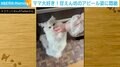飼い主に甘えたい猫 愛くるしい必死のアピールに「尊い…可愛い…」「ニャーベル平和賞」悶絶の声