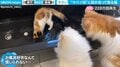 浴槽内の猫を上から見つめる2匹の猫 目が合うと焦る決定的瞬間に「何度見ても可笑しい」の声