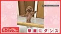 なんとダンス歴4年！　軽快にステップを踏むワンちゃん　どうして踊っているの？