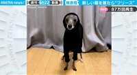 【映像】無言の抗議をみせる犬