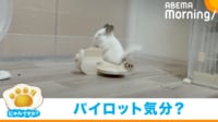 【映像】眠たそうに飛行機を操縦するチンチラ