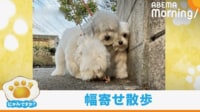 【映像】壁に追い込まれた父犬の表情