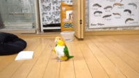 “イケメン”を自覚しているインコ