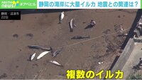 【映像】イルカ9頭が海岸に打ち上げ(2分29秒ごろ~)