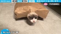 頭から“ズボッ”に飼い主が爆笑！ 紙袋を突き破った子猫、前足からと思いきや 【ABEMA TIMES】