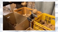 【映像】ユニークな動きの小型ジャガイモ選別機