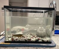 ココリコ遠藤嫁『まさか!まさか!』