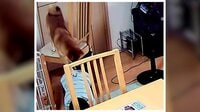 【映像】困った柴犬救助の一部始終