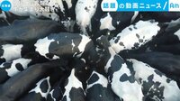 話題の動画ニュース - 牧場に珍客現る! 牛が集まり大騒ぎ(12日配信) | 動画視聴は【Abemaビデオ(AbemaTV)】