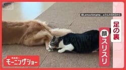 「ワンちゃんの足の裏が大好きニャン」　引っ込めても諦めない！狙い続けるネコ