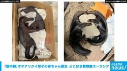 「国内初」オオアリクイ双子の赤ちゃん誕生 よこはま動物園ズーラシア